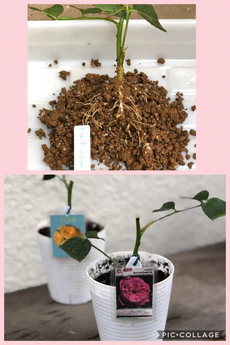 バラの挿し木｜そだレポ（栽培レポート）byみそスープ｜みんなの趣味の園芸