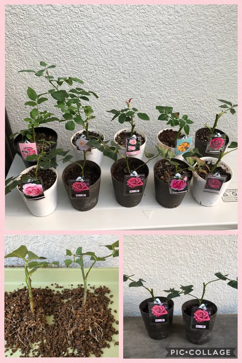 バラの挿し木｜そだレポ（栽培レポート）byみそスープ｜みんなの趣味の園芸