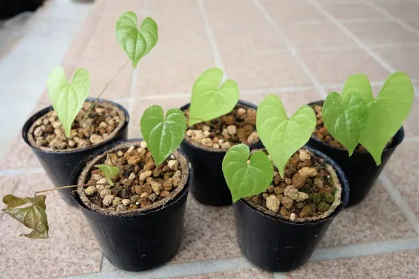 Amazon｜【ヤマノイモ科多肉植物／種子】Dioscorea Mexicana