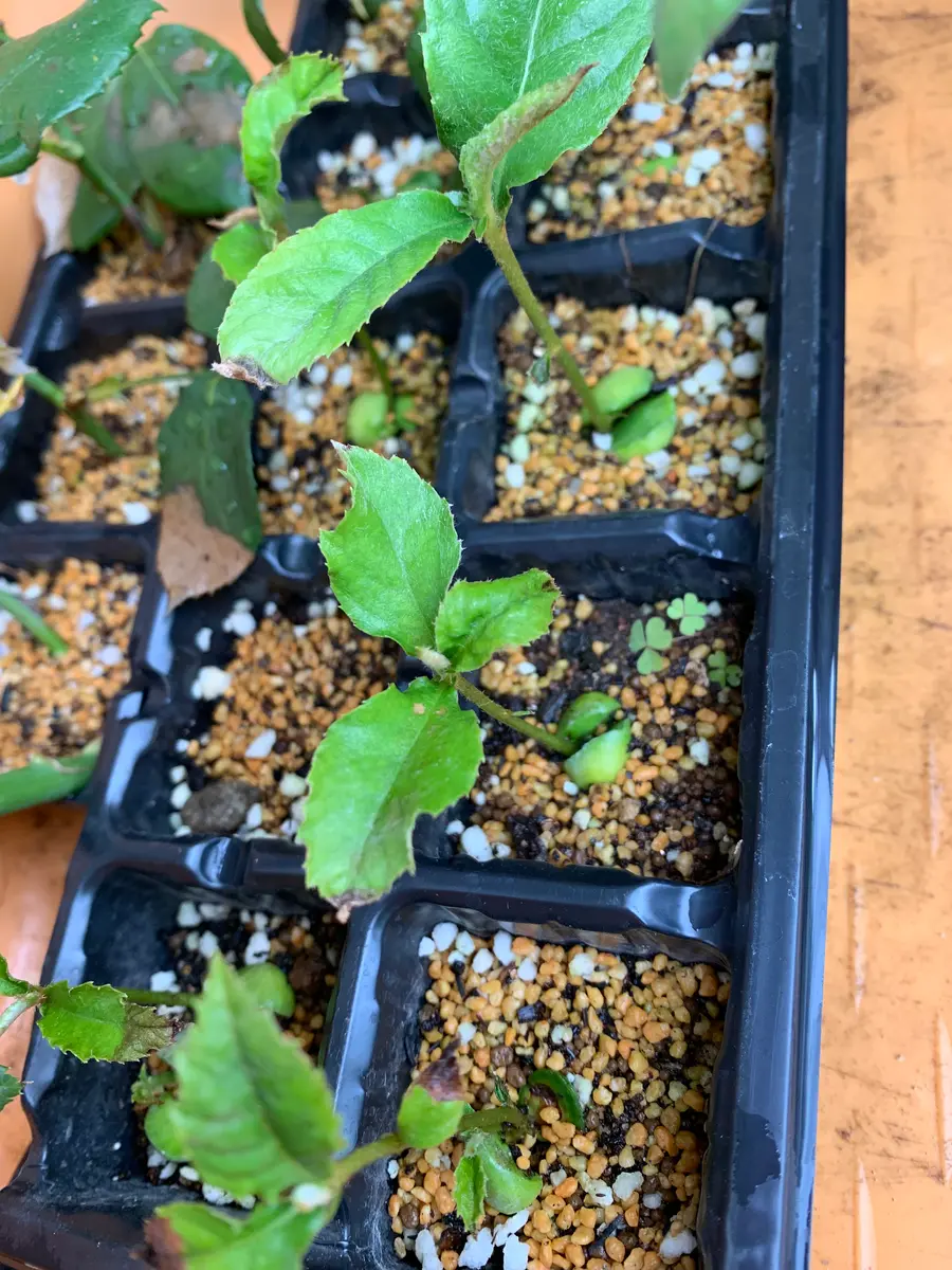 種からのビワ栽培｜そだレポ（栽培レポート）byオリーブママ