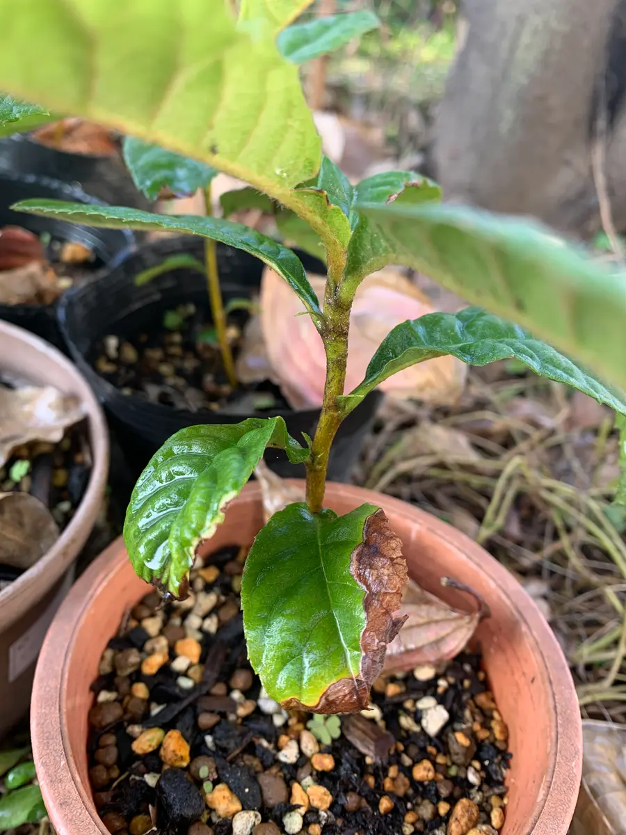 ビワ 8年生 実生苗 種から育てました。 ビワ 8年生 実生苗 種から育てました。