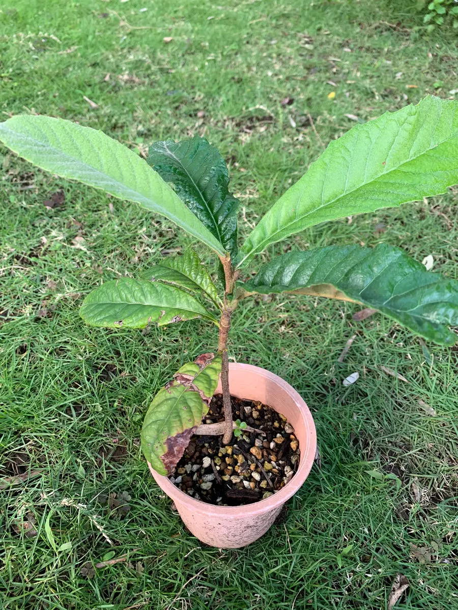 ビワ 8年生 実生苗 種から育てました。 ビワ 8年生 実生苗 種から育てました。