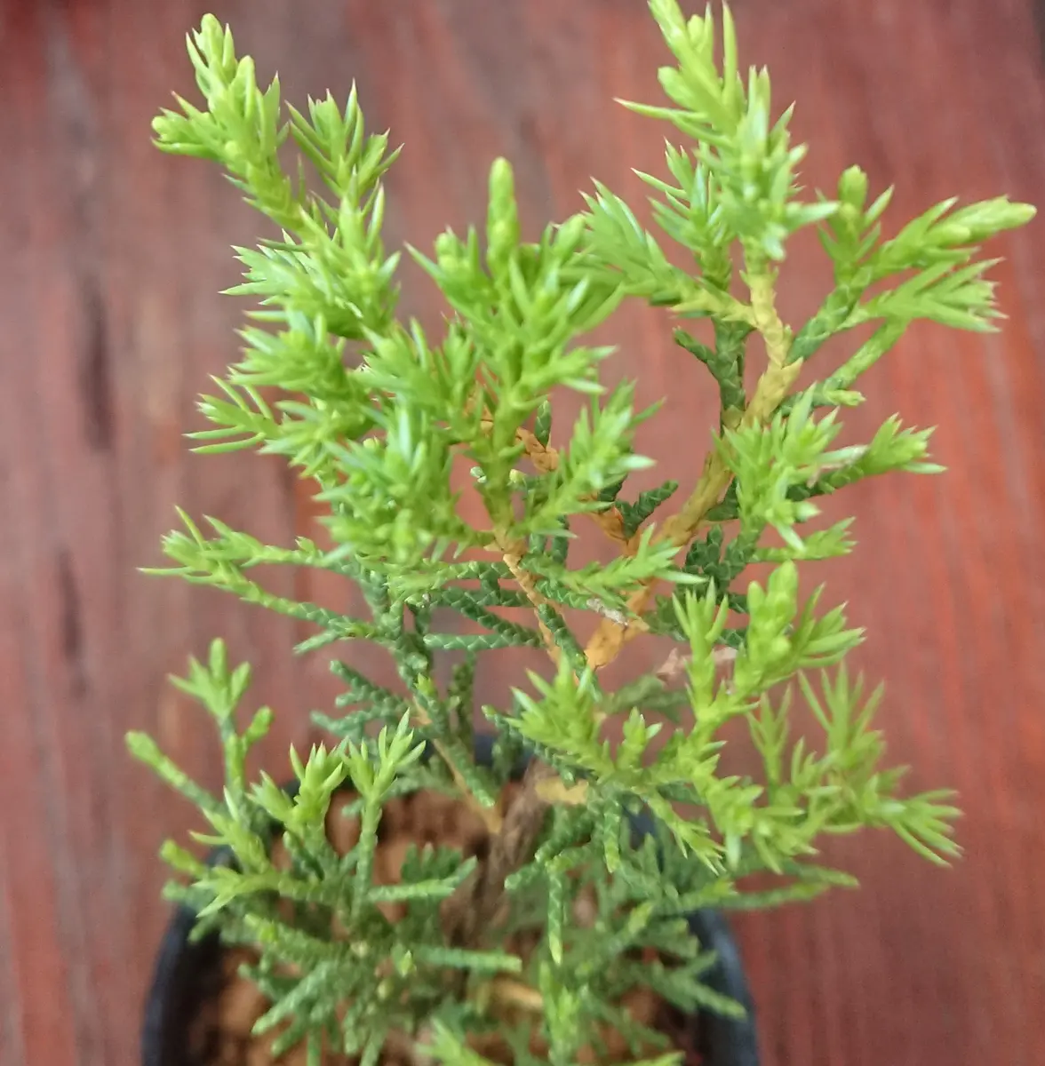 威風堂々！　糸魚川真柏　今年春に植替えしたばかりです。いかがでしょうか。 威風堂々！ 糸魚川真柏 今年春に植替えしたばかりです。いかがでしょ