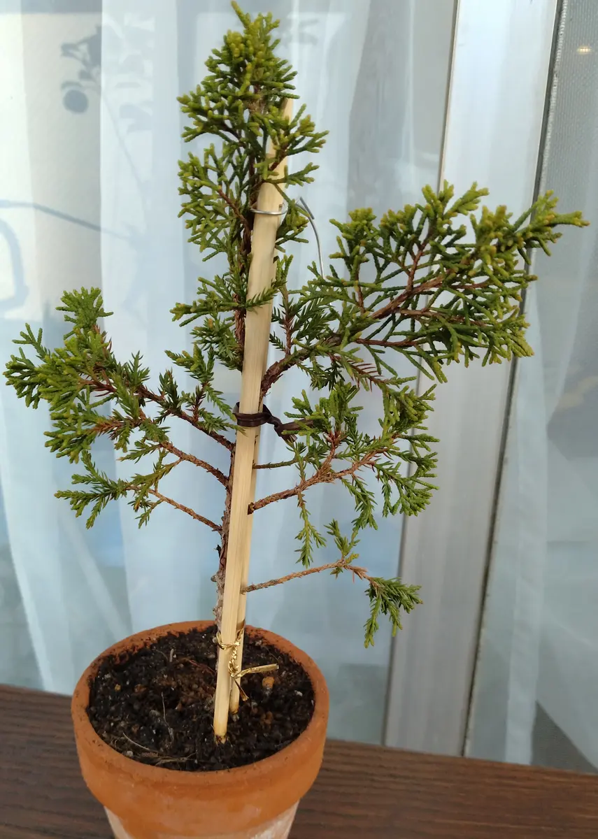 二度目の真柏｜そだレポ（栽培レポート）byClinoChlore｜みんなの趣味