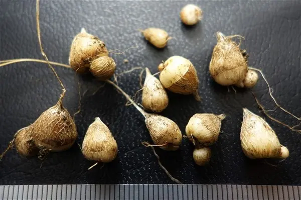 イキシア・ビリディフローラの実生｜そだレポ（栽培レポート）byたび