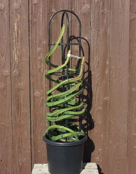 寿命は150歳以上！アメリカ・アリゾナ州の砂漠に生える”サボテン”の