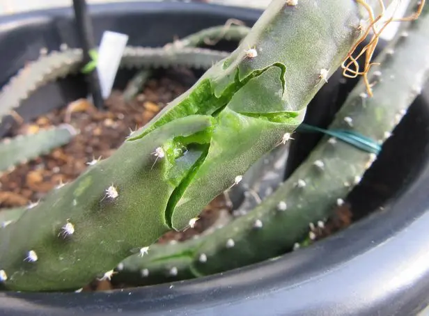 現品・現物】サボテン・夜の女王 (よるのじょうおう) ヨルノリョウオウ