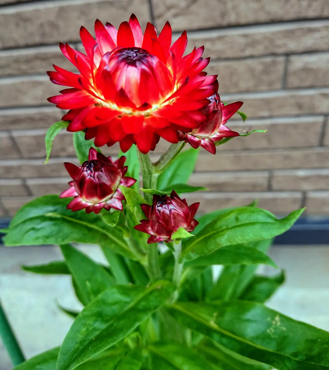 貝細工　ヘリクリサム　40個　No.98 貝細工 ヘリクリサム 40個 No.98 貝細工 ヘリクリサム 40個 No.98 帝王貝