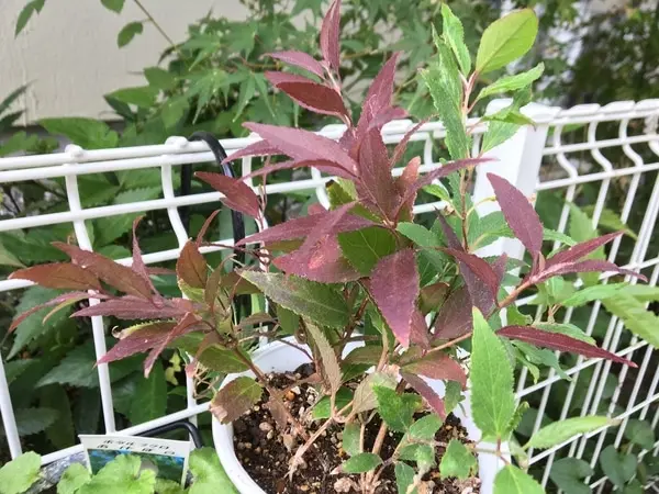 finヒメウツギを挿し木から育てる｜そだレポ（栽培レポート）byあずき