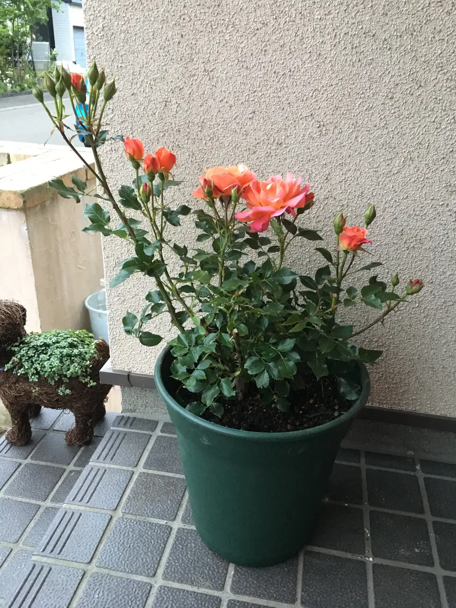 レア物大苗♡ディズニーランドローズ♡鉢植え ディズニーランド