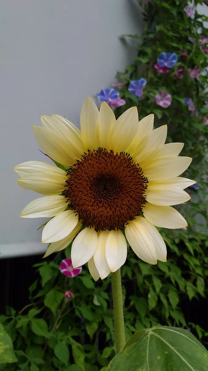 緑肥種 ヒワマリ ハイブリットサンフラワーNEO 5kg (200g×25袋