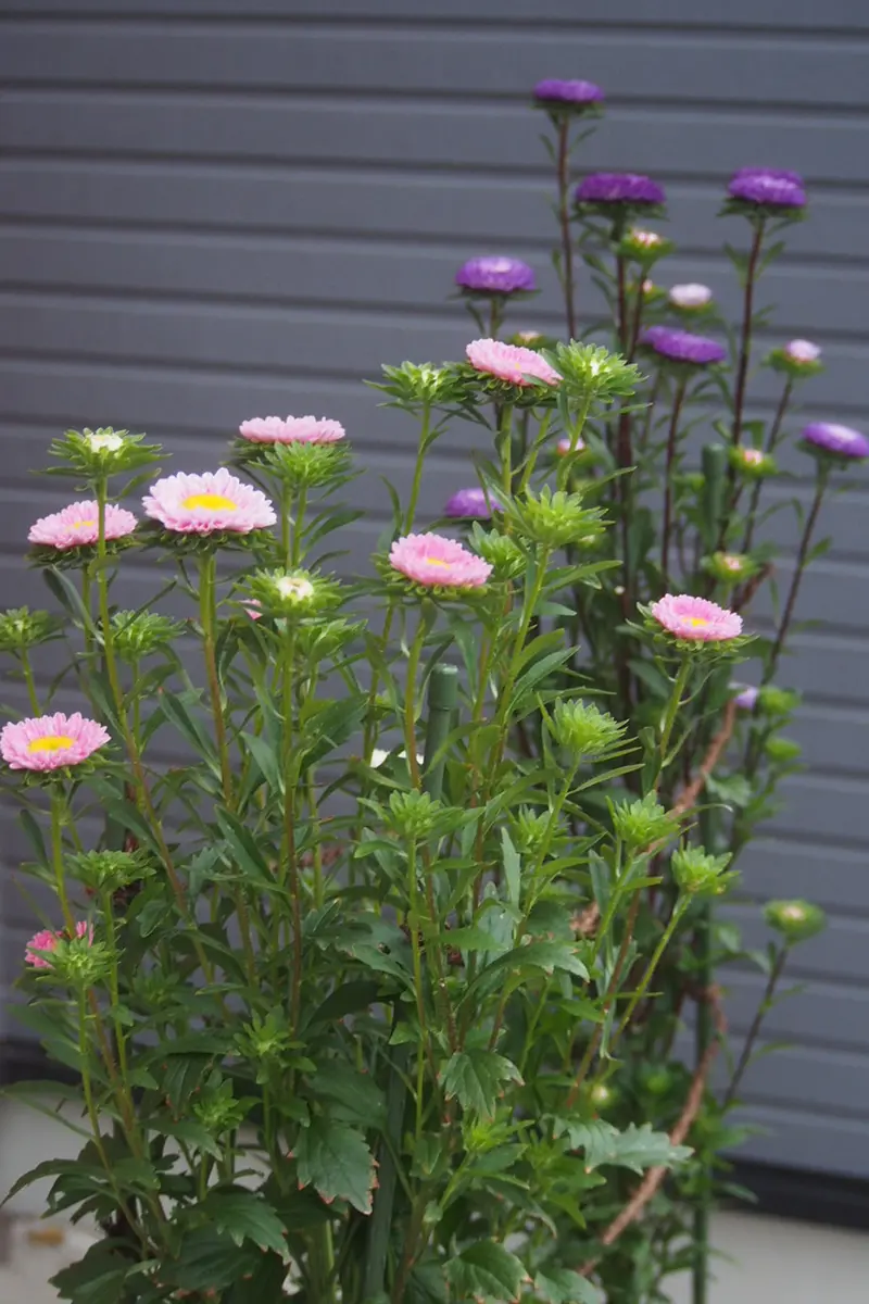 秋に咲く宿根ラベンダー色アスター30株以上鉢植え ラベンダー 鉢植え
