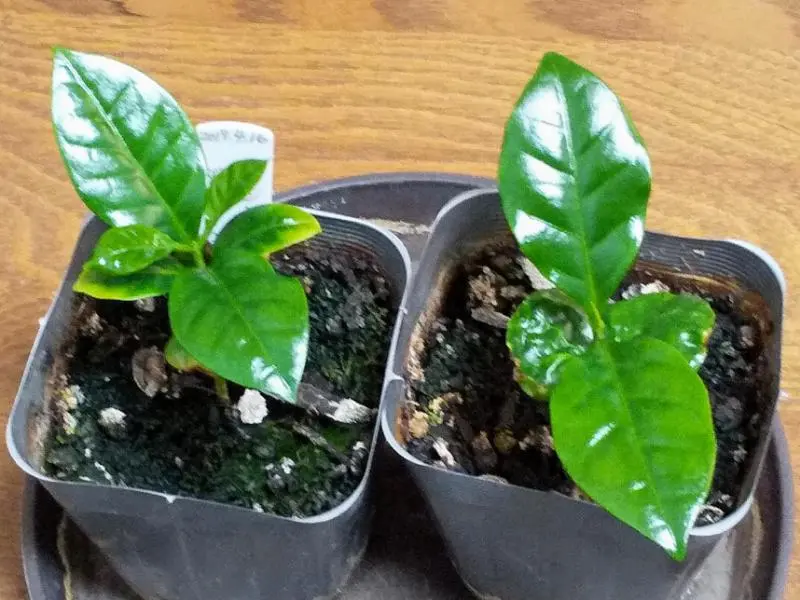 お*す様 【大型】コーヒーの木1m以上コーヒーの花のつぼみあり お*す様 【大型】コーヒーの木1m以上コーヒーの花のつぼみあり