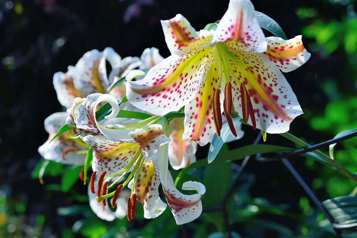 紅筋ヤマユリ 山百合 つぼみ付き 鉢ごと発送 紅筋ヤマユリ 山百合