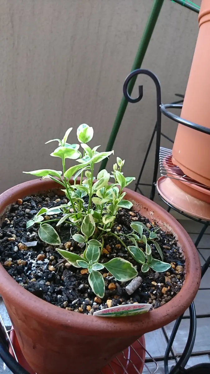 ツルニチニチソウ｜そだレポ（栽培レポート）bysamantha｜みんなの趣味