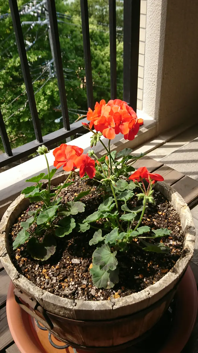 ゼラニウム｜そだレポ（栽培レポート）bysamantha｜みんなの趣味の園芸