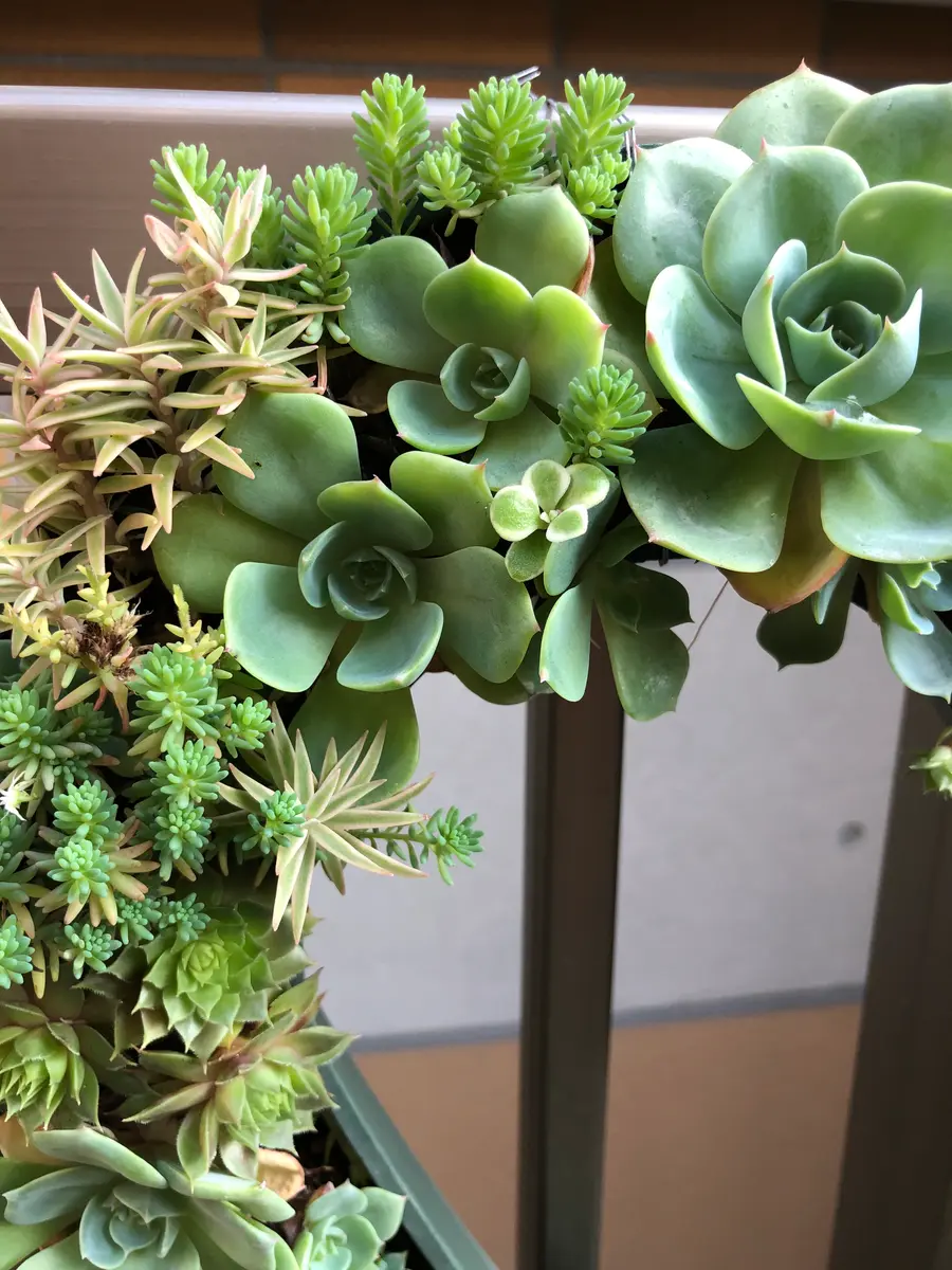 💚多肉植物とセダムのリース💚｜そだレポ（栽培レポート）byemiba