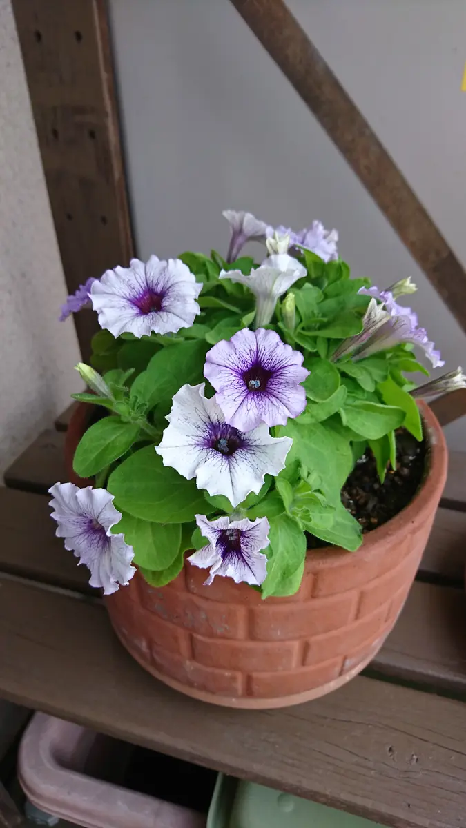 5月5日 小さめの鉢でこんもり育てます｜そだレポ（栽培レポート