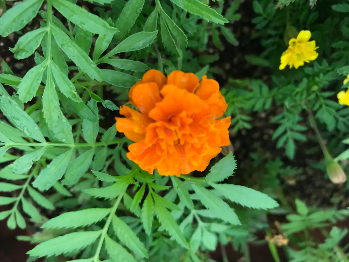 マリーゴールドの花種、業務用１００ｇ＋選べる粗品をプレゼント。 天然マリーゴールドの花種、 1万粒 ＋選べる粗品をプレゼント