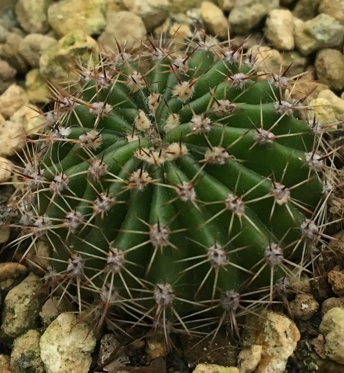 短毛丸(たんげまる)エキノプシス属エイリエシィ｜そだレポ（栽培