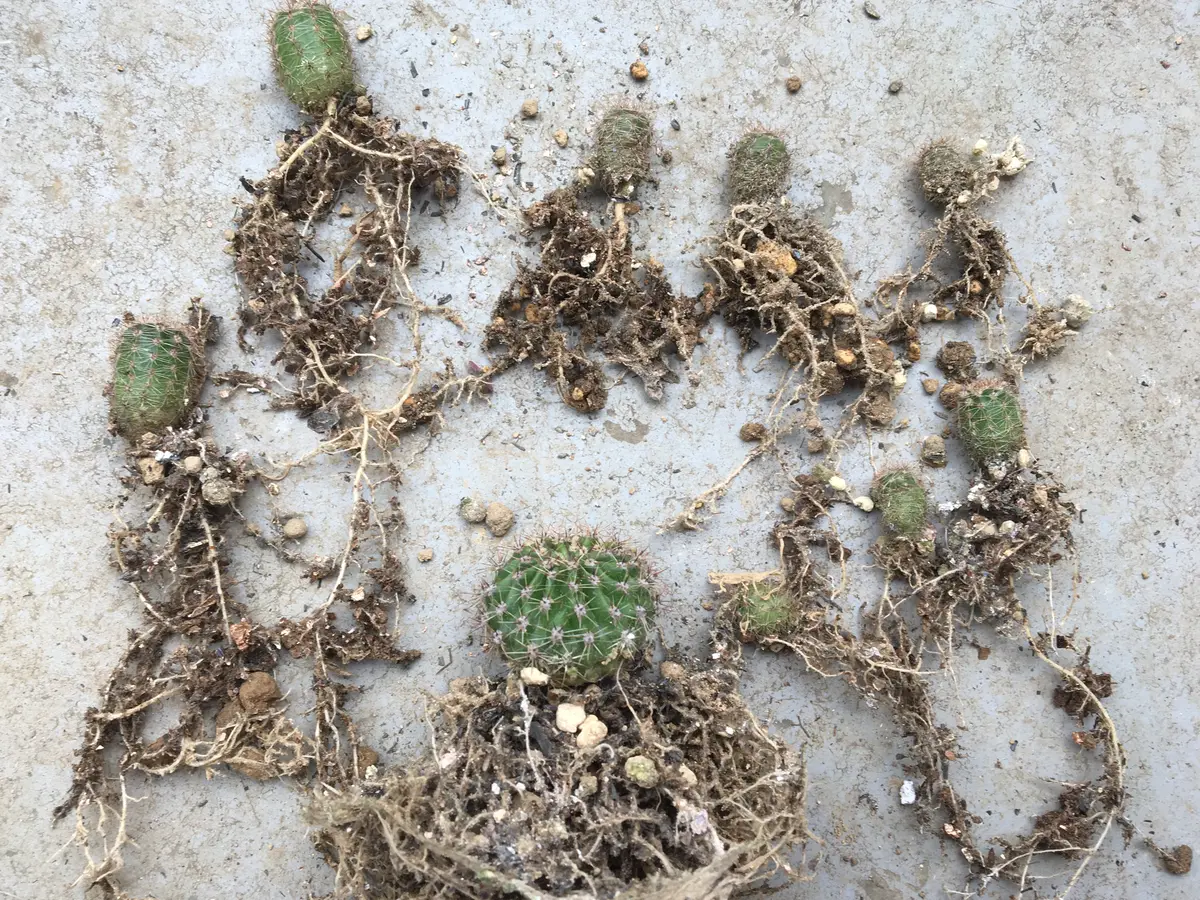 短毛丸(たんげまる)エキノプシス属エイリエシィ｜そだレポ（栽培