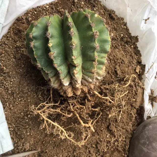 短毛丸(たんげまる)エキノプシス属エイリエシィ｜そだレポ（栽培