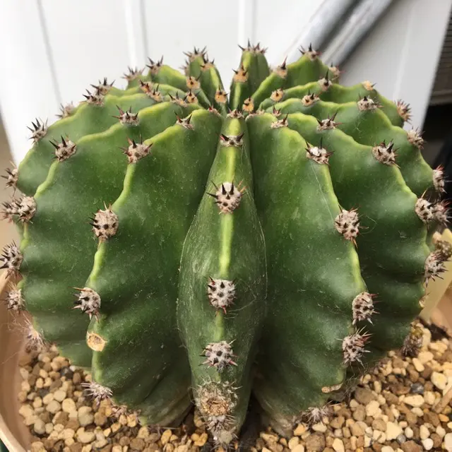 エキノプシス　短毛丸　群生 楽天市場】サボテン エキノプシス属 【 無刺短毛丸 ( むしたんげ