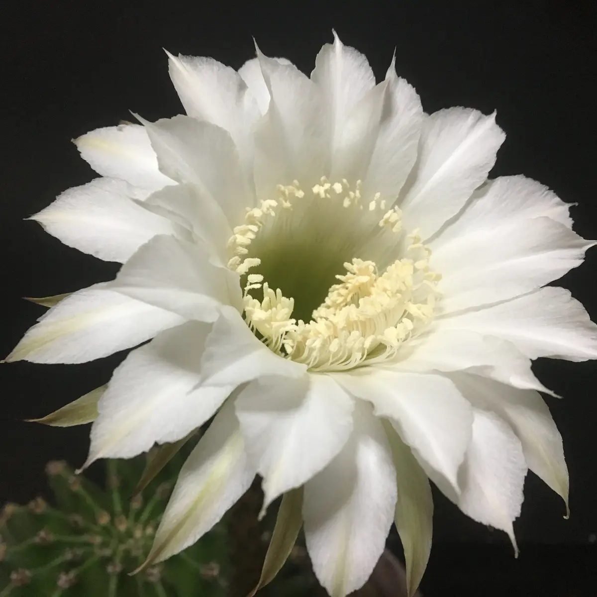 短毛丸(たんげまる)エキノプシス属エイリエシィ｜そだレポ（栽培