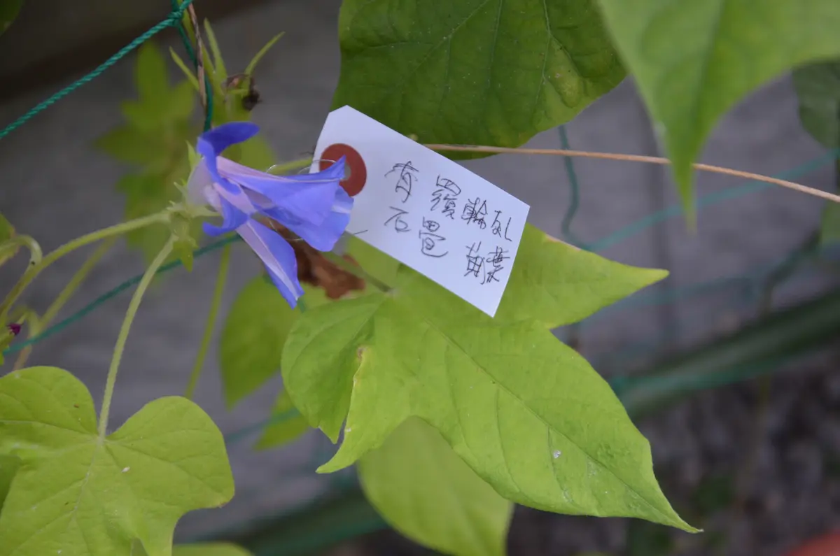 変化朝顔の苗☆古代紫覆輪咲✭つぼみ付き開花苗一苗 変化朝顔の苗
