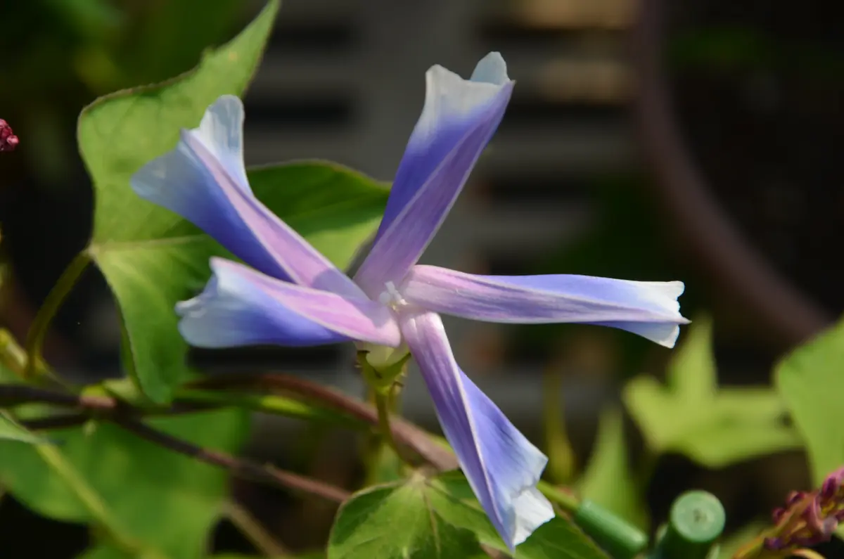 変化朝顔の苗★古代紫覆輪咲✭つぼみ付き開花苗一苗 変化朝顔の苗☆古代紫覆輪咲✭つぼみ付き2輪開花苗一苗 - メルカリ