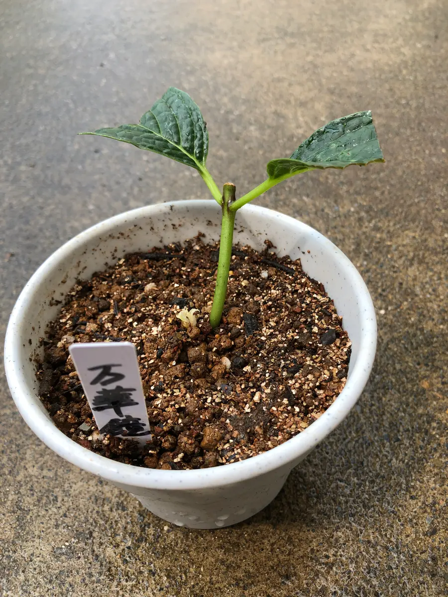 あじさいの挿し木をしてみました。｜そだレポ（栽培レポート）by