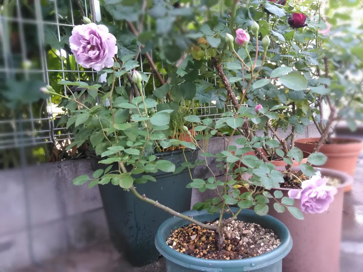 ボロボロレイニーブルーが咲くまで｜そだレポ（栽培レポート）byみつぼ