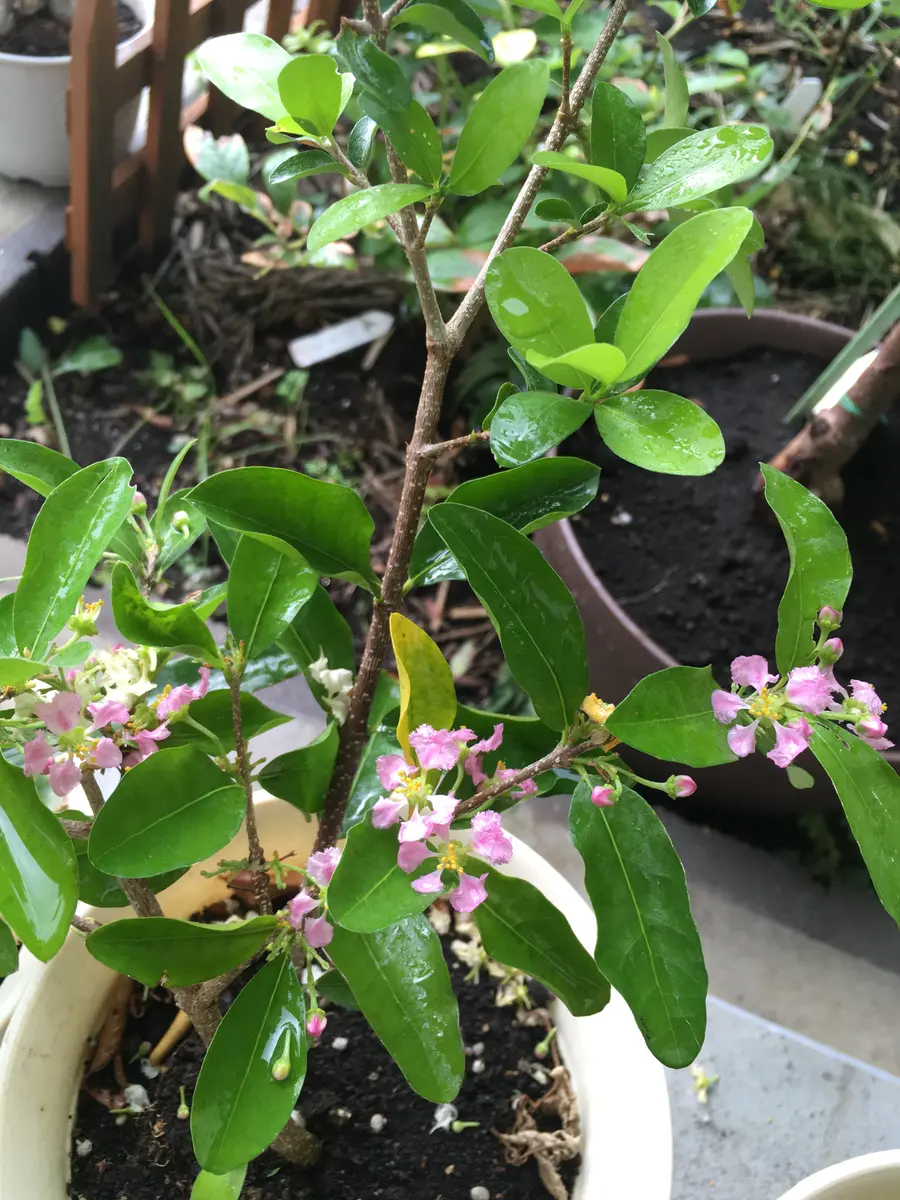 アセロラ苗木｜そだレポ（栽培レポート）byげっこ｜みんなの趣味の園芸