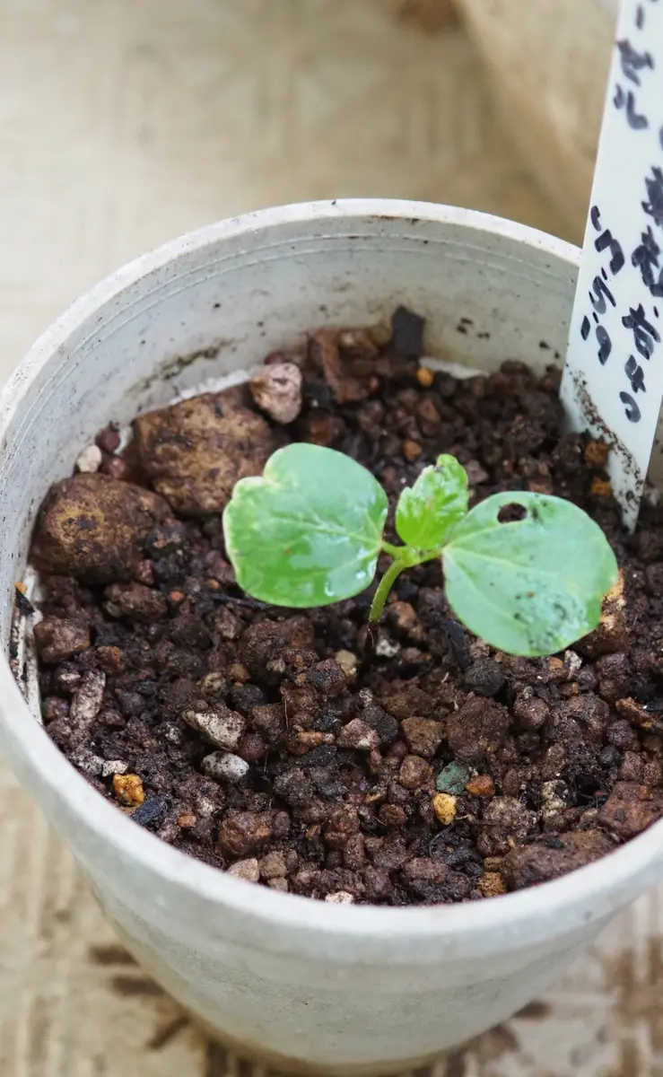 種から育てる、ハイビスカスの仲間、ローゼル｜そだレポ（栽培レポート