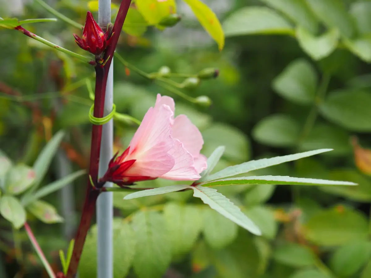 種から育てる、ハイビスカスの仲間、ローゼル｜そだレポ（栽培レポート