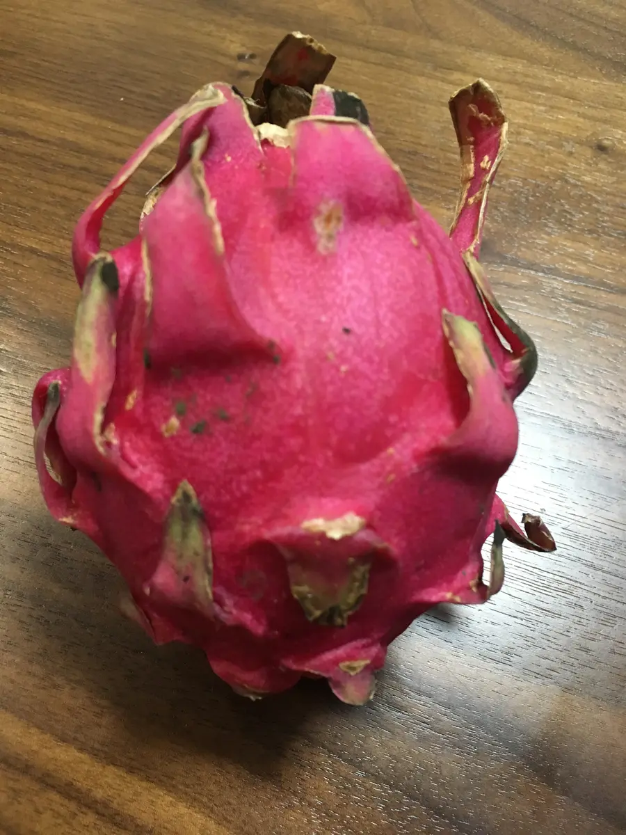 実生ドラゴンフルーツ（ピタヤ）｜そだレポ（栽培レポート）byげっこ