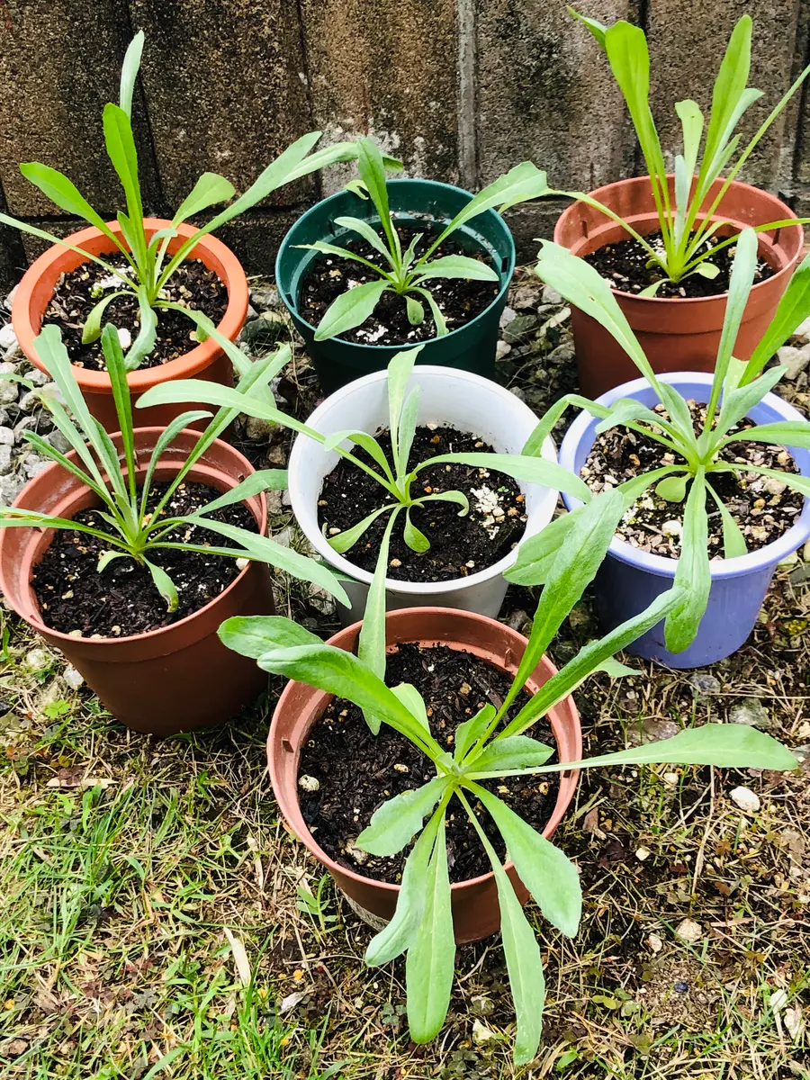 X'mas🎄に素敵な矢車草を咲かせる🎵｜そだレポ（栽培レポート