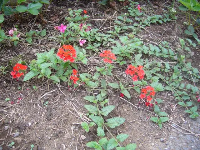 ♡加藤農園♡ 多肉に、ほんろう。 | 生き残っていたカトー交配。 艶レッド　整形花　手毬交配 花