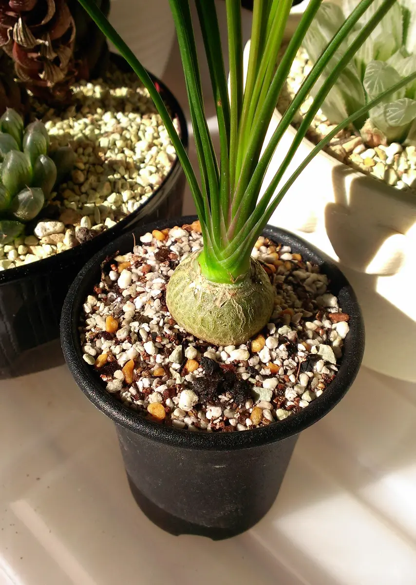 コア様トックリラン ノリナ 50株 まとめ売り コア様トックリラン ノリナ 50株 まとめ売り トックリラン ノリナ 50株