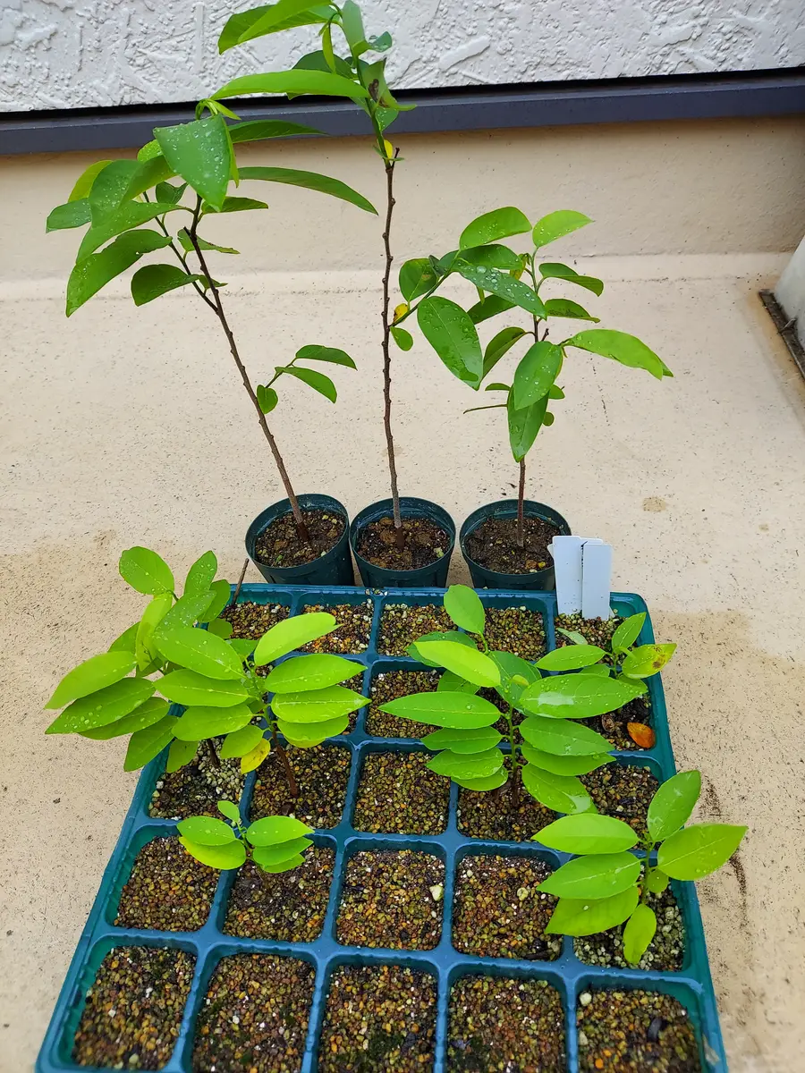 釈迦頭（シャカトウ）｜そだレポ（栽培レポート）byさいぞう｜みんなの