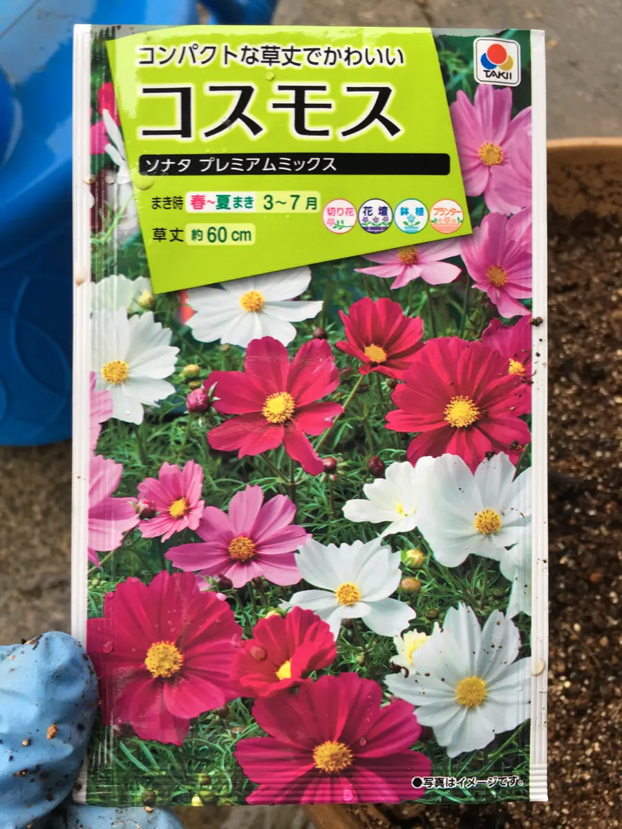 コスモスソナタ遅れてごめん🙇‍♀️9月の種まき｜そだレポ（栽培