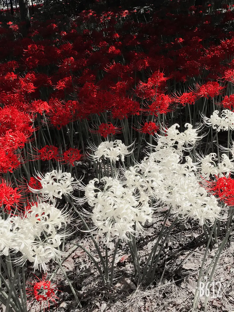 レア物、対馬産ムジナノカミソリ1球植え、鉢植えのまま発送です。リコリス、彼岸花 楽天市場】キツネノカミソリ 素掘り苗 山野草/狐の剃刀/リコリス