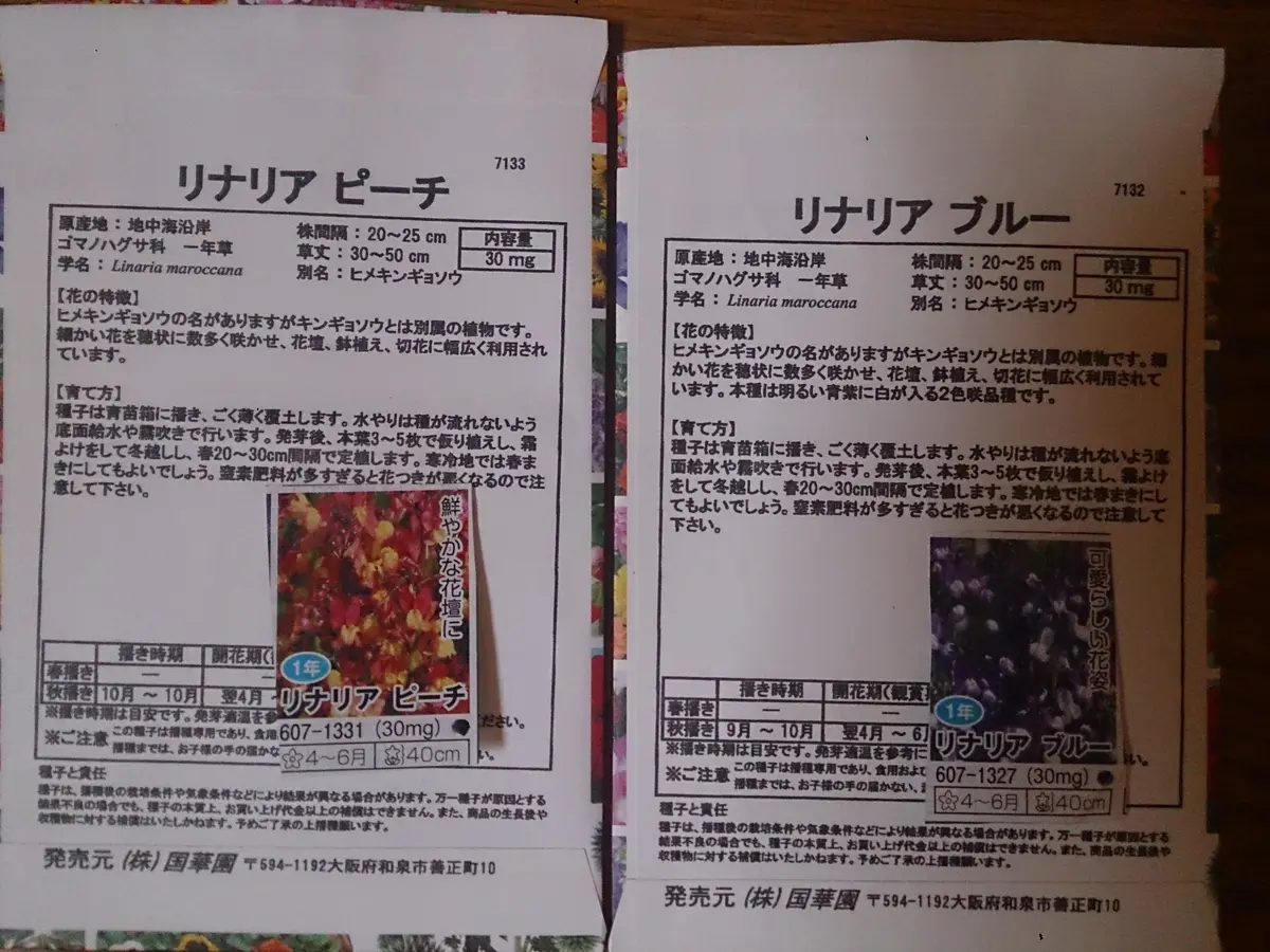 冬に咲くリナリア｜そだレポ（栽培レポート）by卓球きちがい｜みんなの