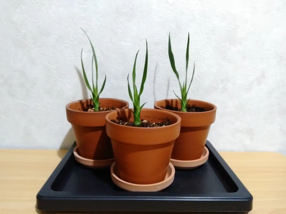 ドラセナ・ドラコ（竜血樹）の実生｜そだレポ（栽培レポート）by