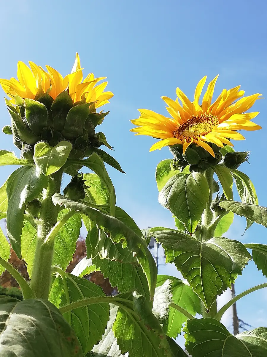 ミニ咲ひまわり🌻種から水耕栽培｜そだレポ（栽培レポート）byかと