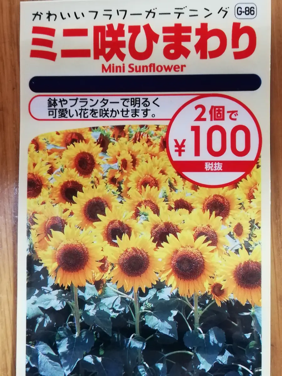 ミニ咲ひまわり🌻種から水耕栽培｜そだレポ（栽培レポート）by