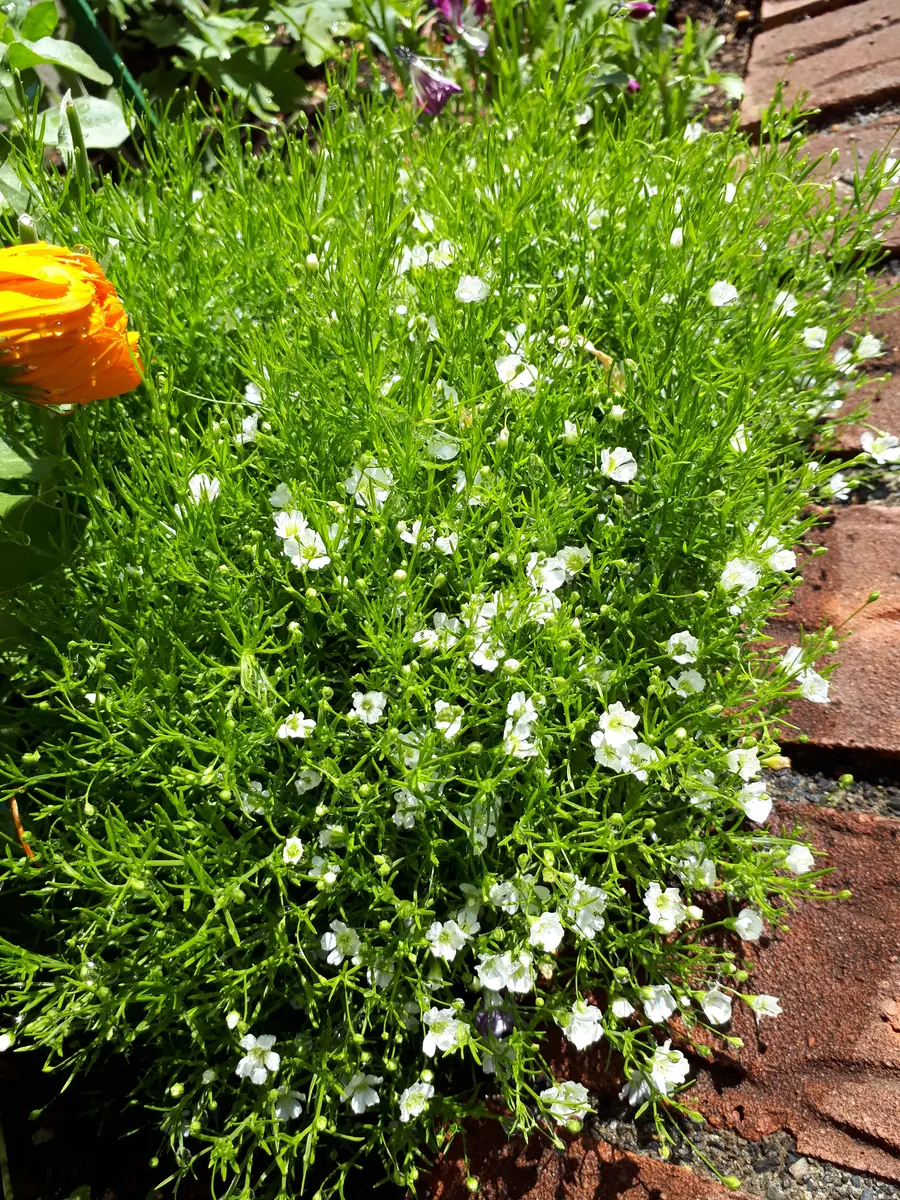 なかなか満開にならず😓「小さなかすみ草💐ジプシーホワイトを種から