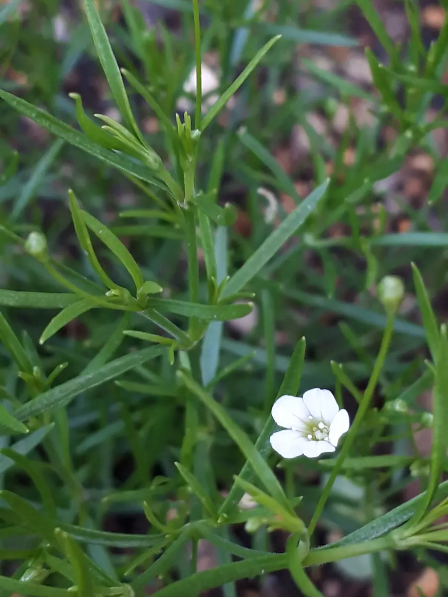 小さなかすみ草💐ジプシーホワイトを種から🌱｜そだレポ（栽培レポート