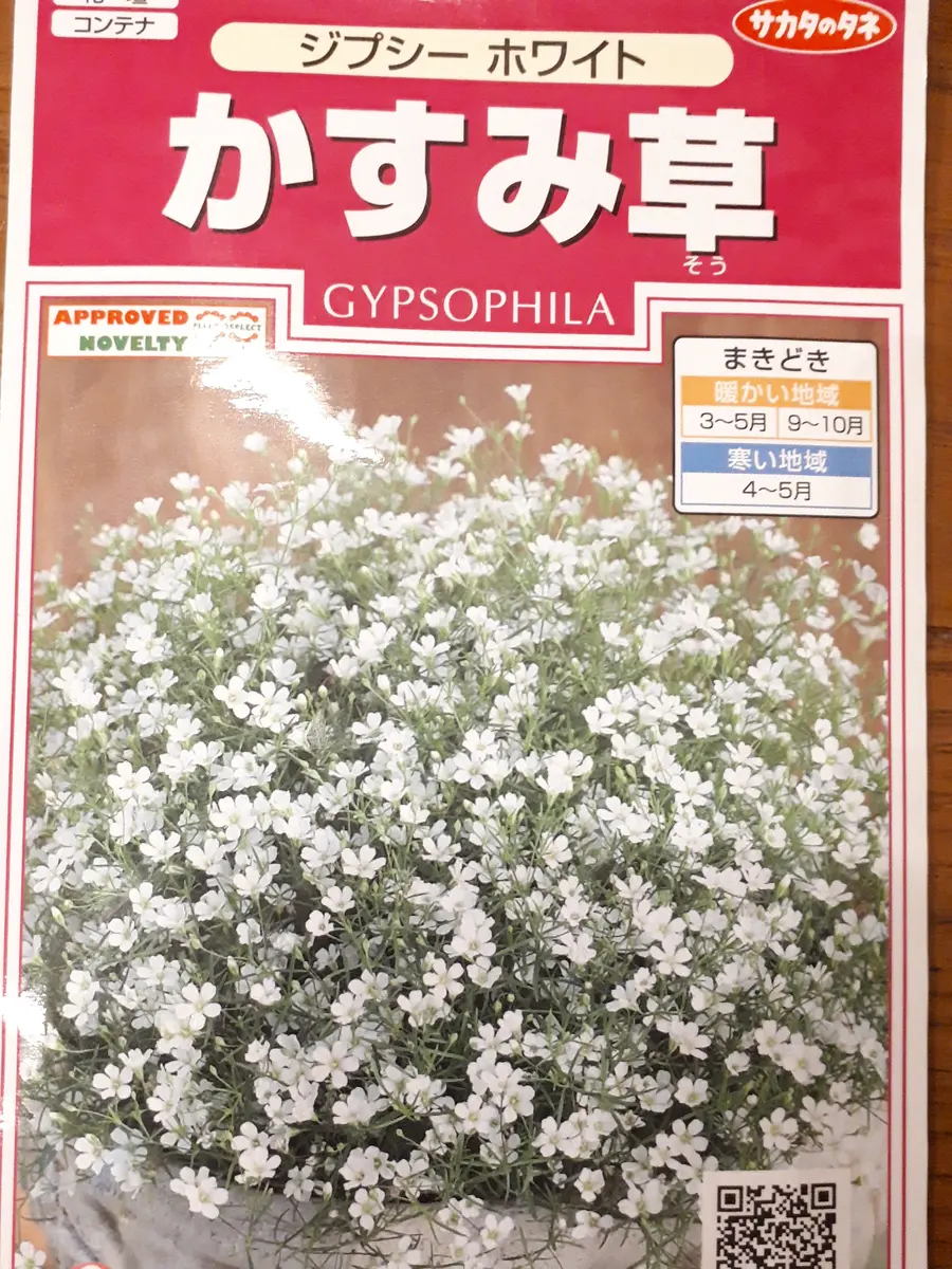 小さなかすみ草💐ジプシーホワイトを種から🌱｜そだレポ（栽培