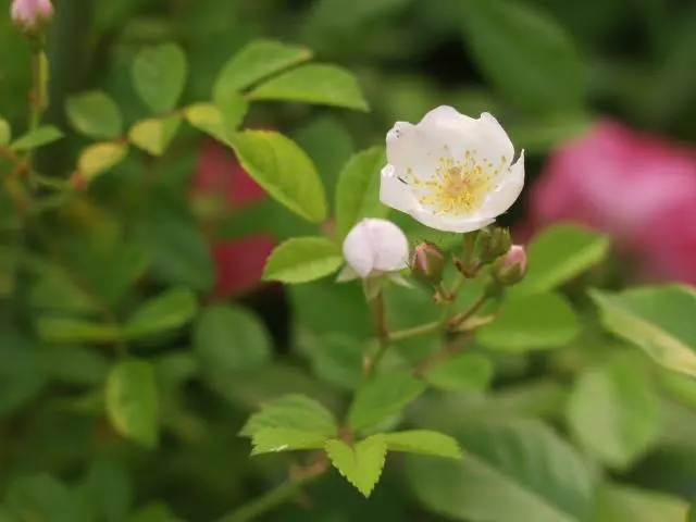 薔薇の品種不明の実生苗の謎をとく10の鍵｜そだレポ（栽培レポート